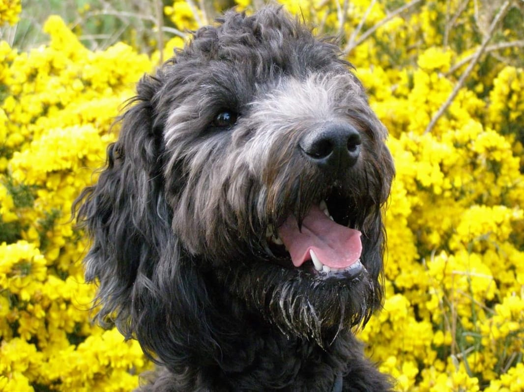 A black poodle puppy in yellow flowers